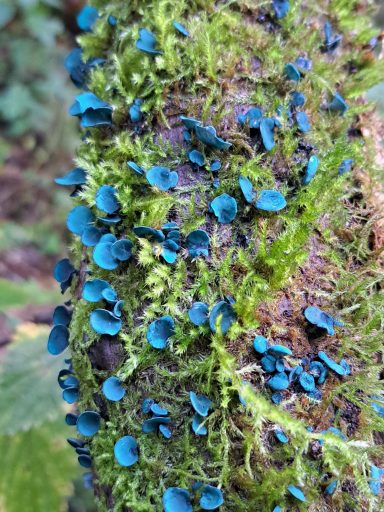 Kleinsporiger Grünspanbecherling